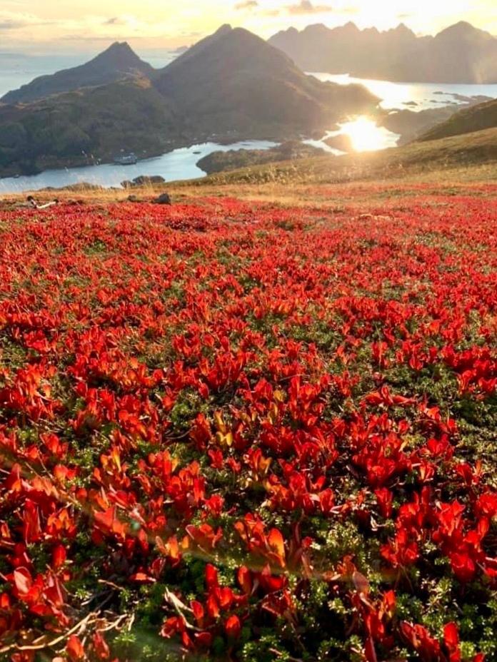 Lofoten And Vesteralen Kveldro Myrland Exteriör bild